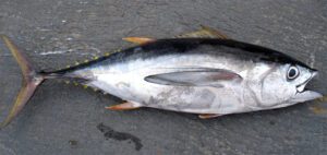 Bigeye Tuna Fish