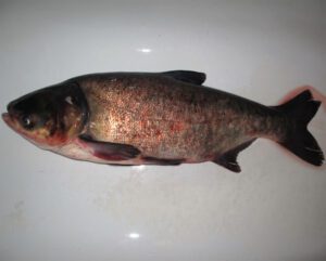 Bighead Carp Fish: Characteristics, Diet, Uses, Photo