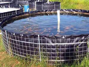 biofloc fish farming