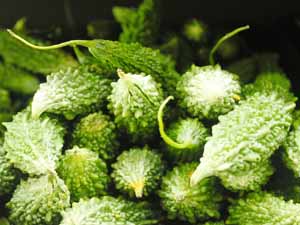 bitter gourd, bitter gourd farming, bitter gourd production, bitter gourd cultivation, commercial bitter gourd farming, bitter gourd farming business, how to start bitter gourd farming