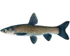 Black Carp Fish