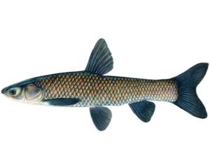 Black Carp Fish Farming: Business Guide for Beginners