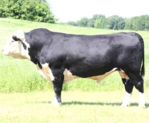 Black Hereford Cattle Farming: Business Starting Guide