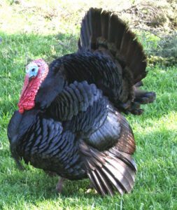 Determining Turkey Gender: Best Guide With 29 Tips