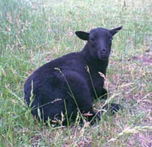 Black Welsh Mountain Sheep: Origin, Characteristics