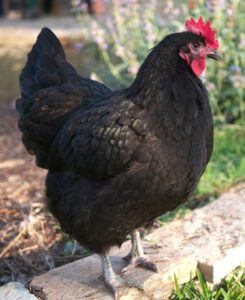 Black Australorp Chicken Farming
