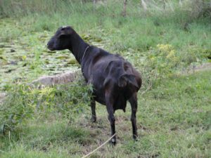 How To Detect Pregnancy in Goats?