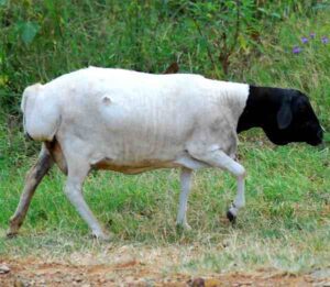 Blackhead Persian Sheep – Characteristics, Origin, History