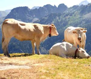 Blonde d’Aquitaine Cattle Farming Business Plan