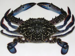 Blue Swimming Crab