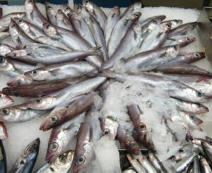 Blue Whiting Fish Characteristics, Diet, Breeding