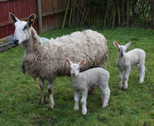 Bluefaced Leicester Sheep: Best 24 Tips & Facts