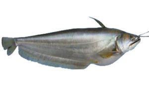 Boal Fish (Wallago Attu): Characteristics, Uses