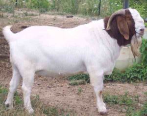 Feeding Meat Goats