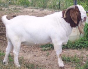 How To Show A Goat?