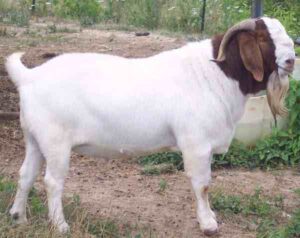 Commercial Meat Goat Farming