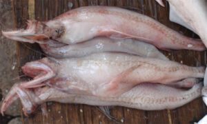 Bombay Duck Fish