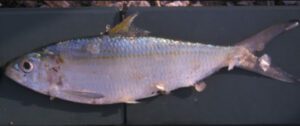 Bonga Shad Fish Characteristics, Diet, Breeding