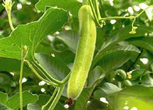bottle gourd, bottle gourd farming, bottle gourd production