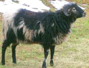 Bovec Sheep Characteristics, Origin & Uses Info