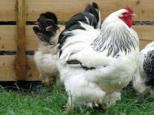 Asiatic Poultry Breeds