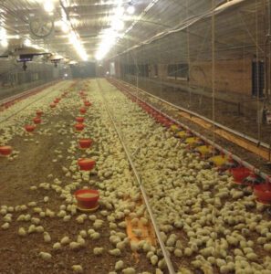 Broiler Poultry Housing: Best Guide For Beginners