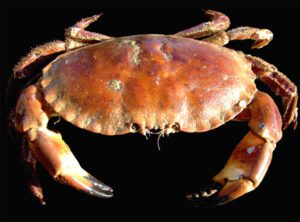 Brown Crab Characteristics, Diet, Breeding & Uses