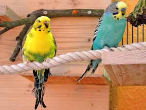budgerigar color, budgerigar colors, budgerigar color types
