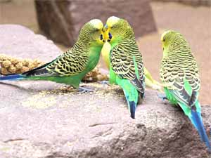 budgerigar, budgerigar birds, budgerigar diet, what does budgerigar eat