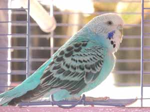budgerigar, budgerigars, budgerigar birds, shell parakeet, common parakeet, budgie, lovebird
