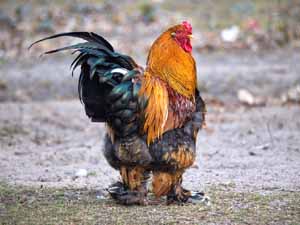 Buff Brahma chicken, Buff Brahma chickens, Buff Brahma chicken characteristics, Buff Brahma chicken color, Buff Brahma chicken eggs, Buff Brahma chicken price