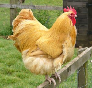 Orpington Chicken: Origin, Characteristics, Uses, Photo