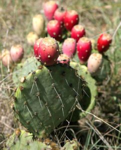 Cactus Farming