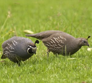 Differences Between Male And Female Quail
