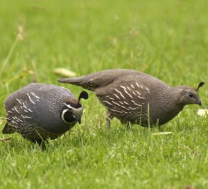 Differences Between Male And Female Quail (6 Ways)