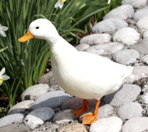 Call Duck Farming: Business Plan For Beginners