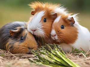 guinea pigs, can guinea pigs eat asparagus, can guinea pigs have asparagus, is asparagus safe for guinea pigs