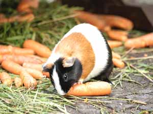 guinea pigs, carrots, can guinea pigs eat carrots, can guinea pigs have carrots, is carrot safe for guinea pigs