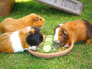 guinea pigs, cucumbers, can guinea pigs eat cucumber, can guinea pigs have cucumber, is cucumber safe for guinea pigs, can guinea pigs eat cucumbers