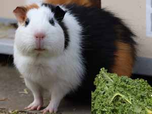 kale, guinea pigs, can guinea pigs eat kale, can guinea pigs have kale, is kale safe for guinea pigs