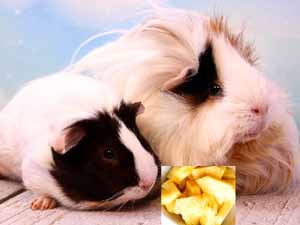 guinea pigs, pineapple, can guinea pigs eat pineapple, can guinea pigs have pineapple, is pineapple safe for guinea pigs, can guinea pigs eat pineapple daily