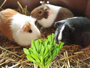 guinea pigs, spinach, can guinea pigs eat spinach, can guinea pigs have spinach, is spinach safe for the guinea pigs, is spinach safe for guinea pigs