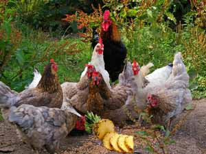 can chickens eat pineapple, can chickens eat pineapples, can chickens have pineapple