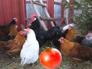 can chickens eat tomatoes, are tomatoes safe for the chickens, can chickens eat green tomatoes, can chickens eat raw tomatoes