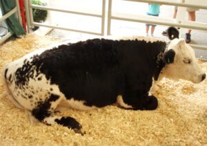 Canadian Speckle Park Cattle: Origin, Characteristics, Uses
