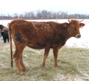 Canadienne Cattle Farming: Business Plan For Beginners