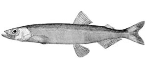 Capelin Fish