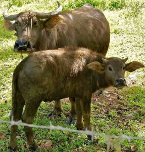 carabao buffalo, carabao buffaloes, about carabao buffalo, carabao buffalo appearance, carabao buffalo breed, carabao buffalo breed info, carabao buffalo breed facts, carabao buffalo care, caring carabao buffalo, carabao buffalo color, carabao buffalo characteristics, carabao buffalo facts, carabao buffalo for meat, carabao buffalo farms, carabao buffalo farming, carabao buffalo for milk, carabao buffalo history, carabao buffalo horns, carabao buffalo hide, carabao buffalo info, carabao buffalo images, carabao buffalo lifespan, carabao buffalo meat, carabao buffalo milk, carabao buffalo origin, carabao buffalo photos, carabao buffalo pictures, carabao buffalo rarity, carabao buffalo rearing, raising carabao buffalo, carabao buffalo size, carabao buffalo uses, carabao buffalo varieties, carabao buffalo weight