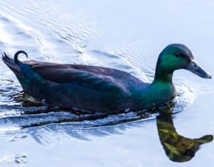 Cayuga Duck Characteristics, Origin & Uses Info