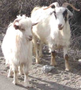 Cashmere Goat: Origin, Characteristics, Uses, Photo